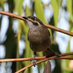 Caligavis chrysops at Fyshwick, ACT - 18 Mar 2020