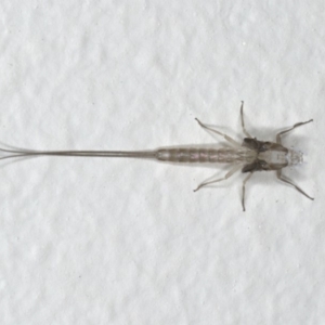 Ephemeroptera (order) at Ainslie, ACT - 18 Mar 2020