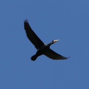 Phalacrocorax carbo at Fyshwick, ACT - 18 Mar 2020