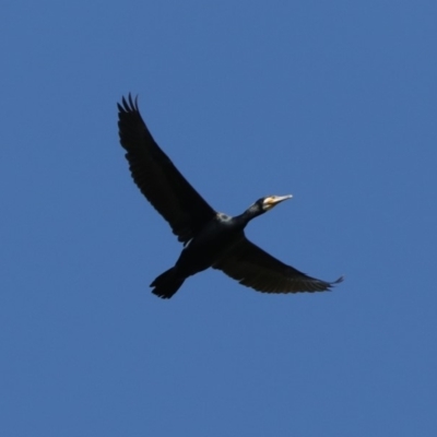 Phalacrocorax carbo (Great Cormorant) at Jerrabomberra Wetlands - 18 Mar 2020 by jbromilow50