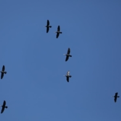 Phalacrocorax carbo at Fyshwick, ACT - 18 Mar 2020 02:39 PM