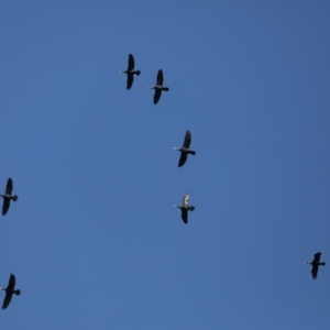 Phalacrocorax carbo at Fyshwick, ACT - 18 Mar 2020