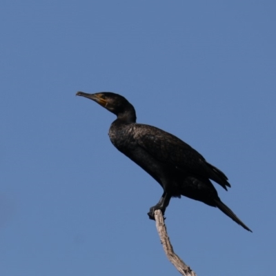 Phalacrocorax carbo (Great Cormorant) at Fyshwick, ACT - 18 Mar 2020 by jb2602