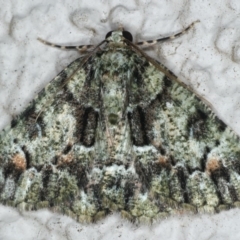 Aeolochroma metarhodata (Tea-tree Emerald (Geometrinae)) at Ainslie, ACT - 17 Mar 2020 by jb2602