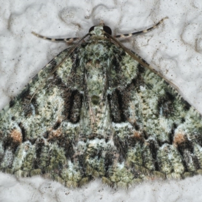 Aeolochroma metarhodata (Tea-tree Emerald (Geometrinae)) at Ainslie, ACT - 17 Mar 2020 by jb2602