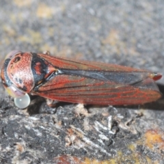 Cicadellidae (family) (Unidentified leafhopper) at Kosciuszko National Park - 11 Mar 2020 by Harrisi