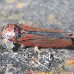 Cicadellidae (family) at Kosciuszko National Park, NSW - 11 Mar 2020 06:12 PM