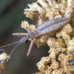 Dicrotelus prolixus (Assassin bug) at Kosciuszko National Park, NSW - 11 Mar 2020 by Harrisi