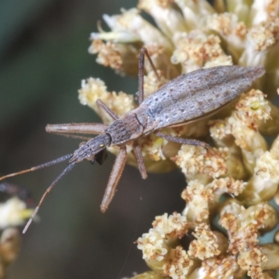 Dicrotelus prolixus (Assassin bug) at Kosciuszko National Park - 11 Mar 2020 by Harrisi