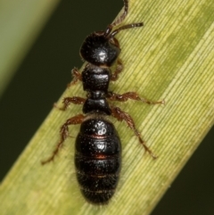 Thynninae (subfamily) (Smooth flower wasp) at Bruce Ridge - 29 Oct 2016 by Bron