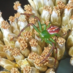 Australomisidia rosea (Rosy Flower Spider) at Kosciuszko National Park, NSW - 11 Mar 2020 by Harrisi