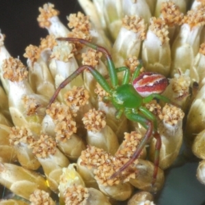 Australomisidia rosea at Kosciuszko National Park, NSW - 11 Mar 2020