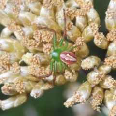 Australomisidia rosea at Kosciuszko National Park, NSW - 11 Mar 2020