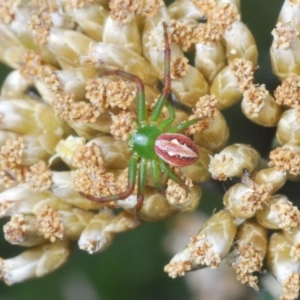 Australomisidia rosea at Kosciuszko National Park, NSW - 11 Mar 2020