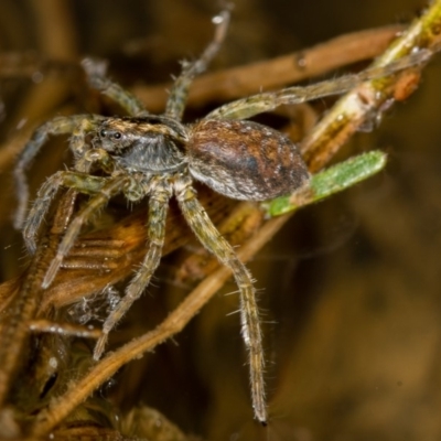 Pisauridae (family) (Water spider) at Bruce Ridge - 17 Nov 2016 by Bron