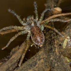 Pisauridae (family) at Bruce, ACT - 17 Nov 2016