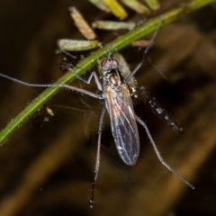 Diptera (order) (Fly - Unidentified) at Bruce, ACT - 17 Nov 2016 by Bron