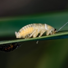 Ellipsidion australe (Austral Ellipsidion cockroach) at Bruce Ridge - 17 Nov 2016 by Bron