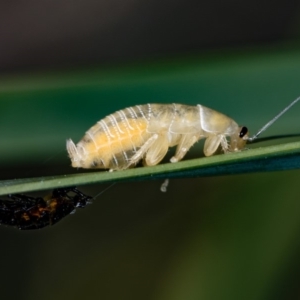 Ellipsidion australe at Bruce, ACT - 17 Nov 2016