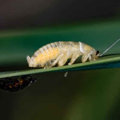 Ellipsidion australe (Austral Ellipsidion cockroach) at Bruce, ACT - 17 Nov 2016 by Bron