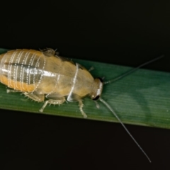 Ellipsidion australe at Bruce, ACT - 17 Nov 2016