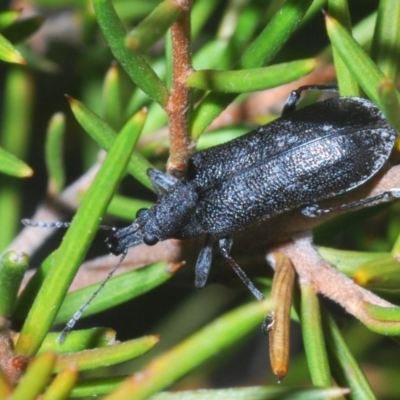 Pachyura australis (Belid weevil) at Kosciuszko National Park, NSW - 11 Mar 2020 by Harrisi