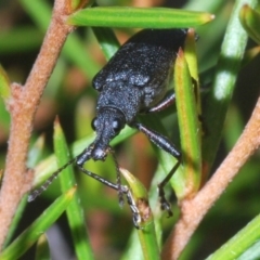 Pachyura australis at Kosciuszko National Park, NSW - 11 Mar 2020