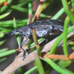 Pachyura australis at Kosciuszko National Park, NSW - 11 Mar 2020