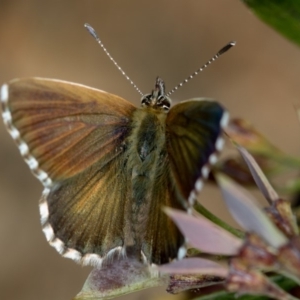 Neolucia agricola at Bruce, ACT - 17 Nov 2016