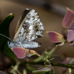 Neolucia agricola at Bruce, ACT - 17 Nov 2016