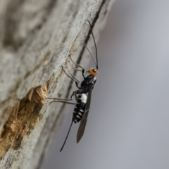 Callibracon capitator (White Flank Black Braconid Wasp) at Illilanga & Baroona - 7 Mar 2020 by Illilanga