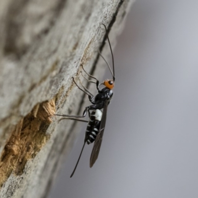 Callibracon capitator (White Flank Black Braconid Wasp) at Michelago, NSW - 7 Mar 2020 by Illilanga