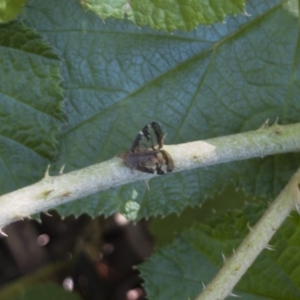 Scolypopa australis at Acton, ACT - 6 Mar 2020