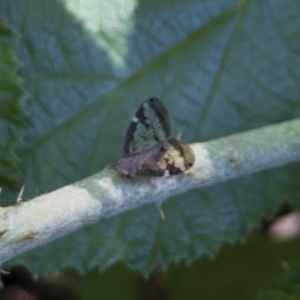 Scolypopa australis at Acton, ACT - 6 Mar 2020