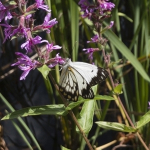 Belenois java at Acton, ACT - 6 Mar 2020