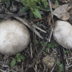 Agaricus sp. (Agaricus) at Michelago, NSW - 16 Feb 2020 by Illilanga