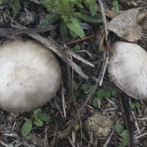 Agaricus sp. at Illilanga & Baroona - 16 Feb 2020