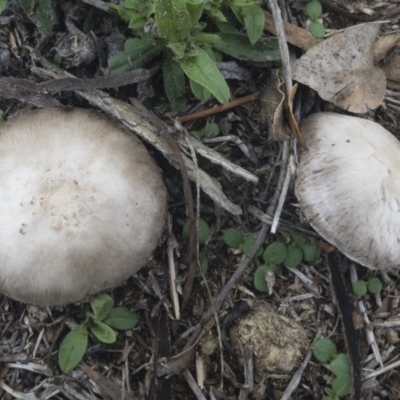 Agaricus sp. (Agaricus) at Michelago, NSW - 16 Feb 2020 by Illilanga