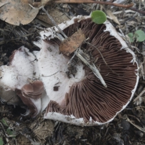 Agaricus sp. at Illilanga & Baroona - 16 Feb 2020