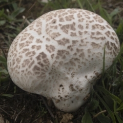 Calvatia sp. (a puffball ) at Illilanga & Baroona - 15 Feb 2020 by Illilanga