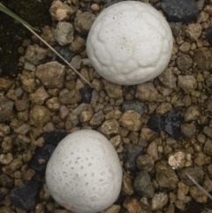 Calvatia sp. at Illilanga & Baroona - 15 Feb 2020