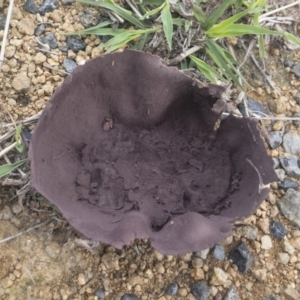 Calvatia sp. at Illilanga & Baroona - 15 Feb 2020 12:40 PM