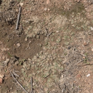 Riccia sp. (genus) at Illilanga & Baroona - 15 Feb 2020