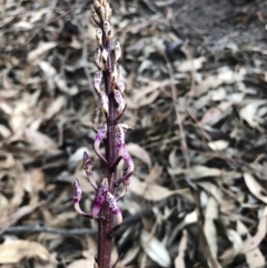 Dipodium sp. (A hyacinth orchid) at Bredbo, NSW - 7 Jan 2020 by Illilanga