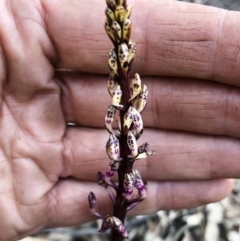 Dipodium sp. at Bredbo, NSW - suppressed