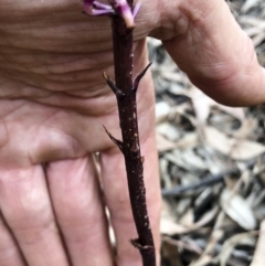 Dipodium sp. at Bredbo, NSW - suppressed