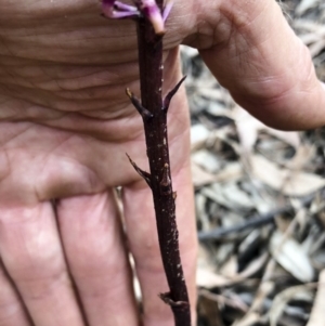 Dipodium sp. at Bredbo, NSW - suppressed