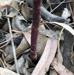 Dipodium sp. at Bredbo, NSW - suppressed