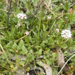 Trachymene humilis subsp. humilis (Alpine Trachymene) at Gourock National Park - 23 Jan 2020 by Illilanga