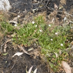 Trachymene humilis subsp. humilis at Jerangle, NSW - 23 Jan 2020